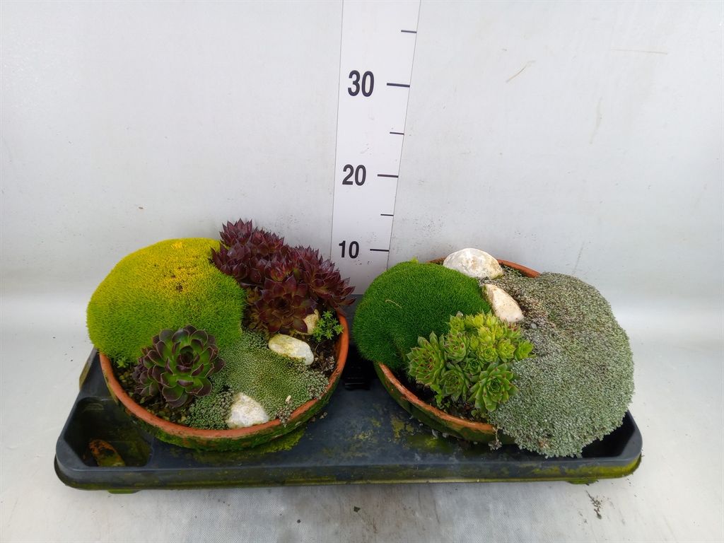 Горшечные цветы и растения оптом Vaste Pltn   ...       [perennials] от 2шт из Голландии с доставкой по России