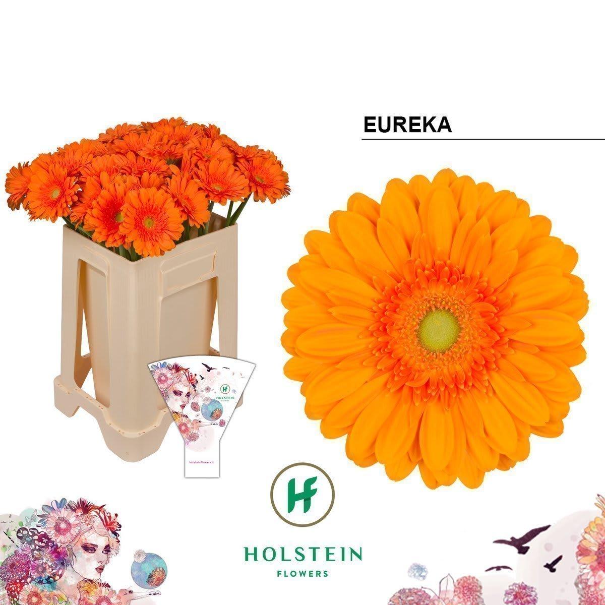 Срезанные цветы оптом Gerbera eureka от 40шт из Голландии с доставкой по России