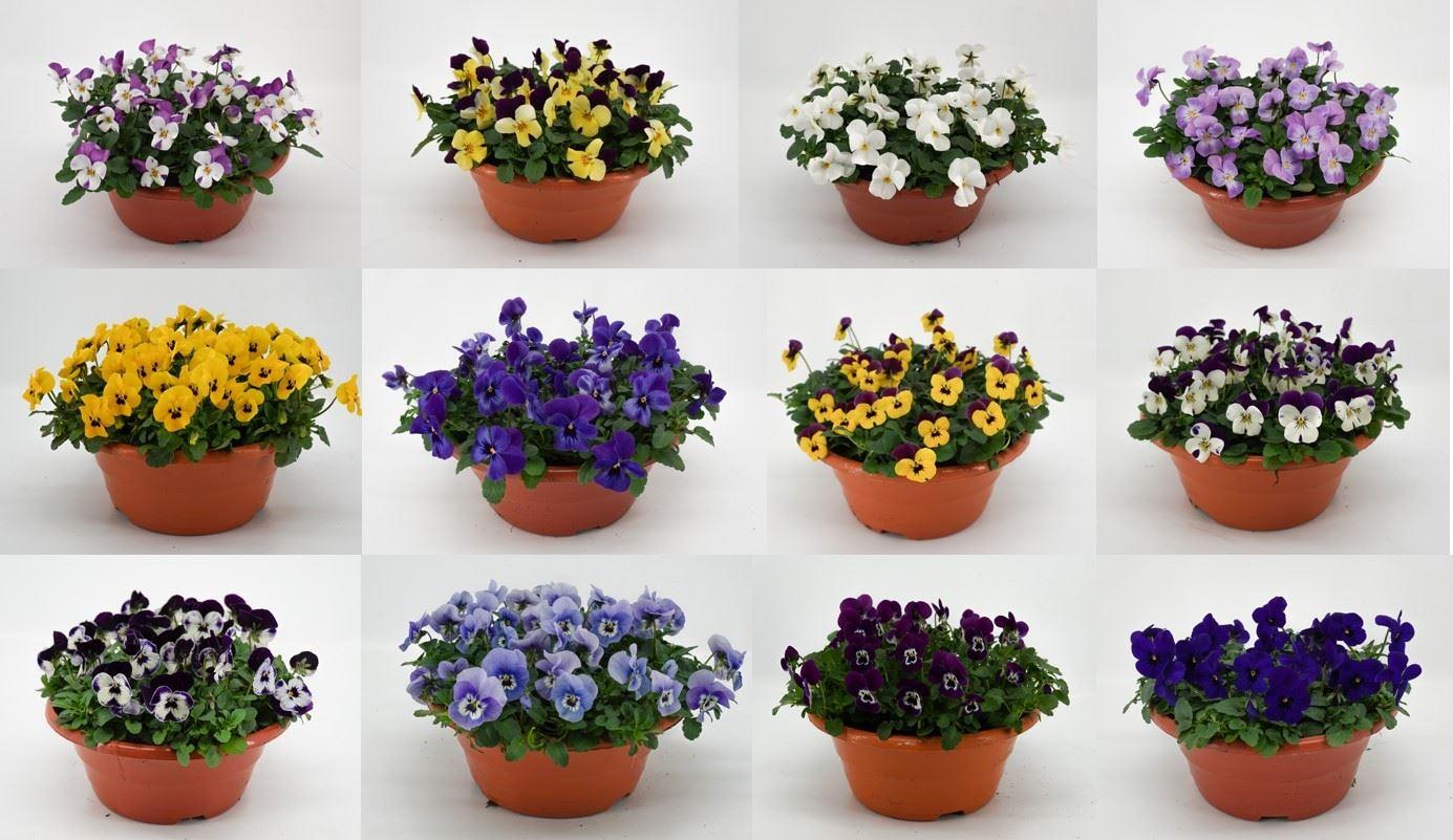 Горшечные цветы и растения оптом Viola   ...mix от 1шт (для телеги) из Голландии с доставкой по России