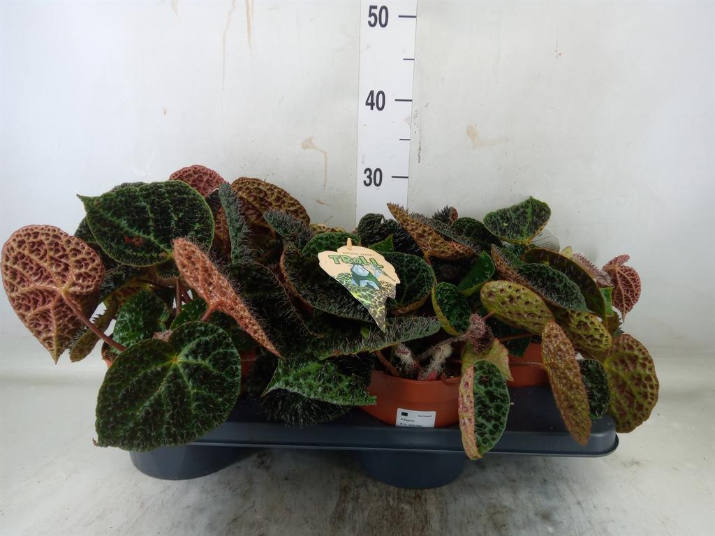 Горшечные цветы и растения оптом Begonia Bd Ferox от 4шт (для телеги) из Голландии с доставкой по России