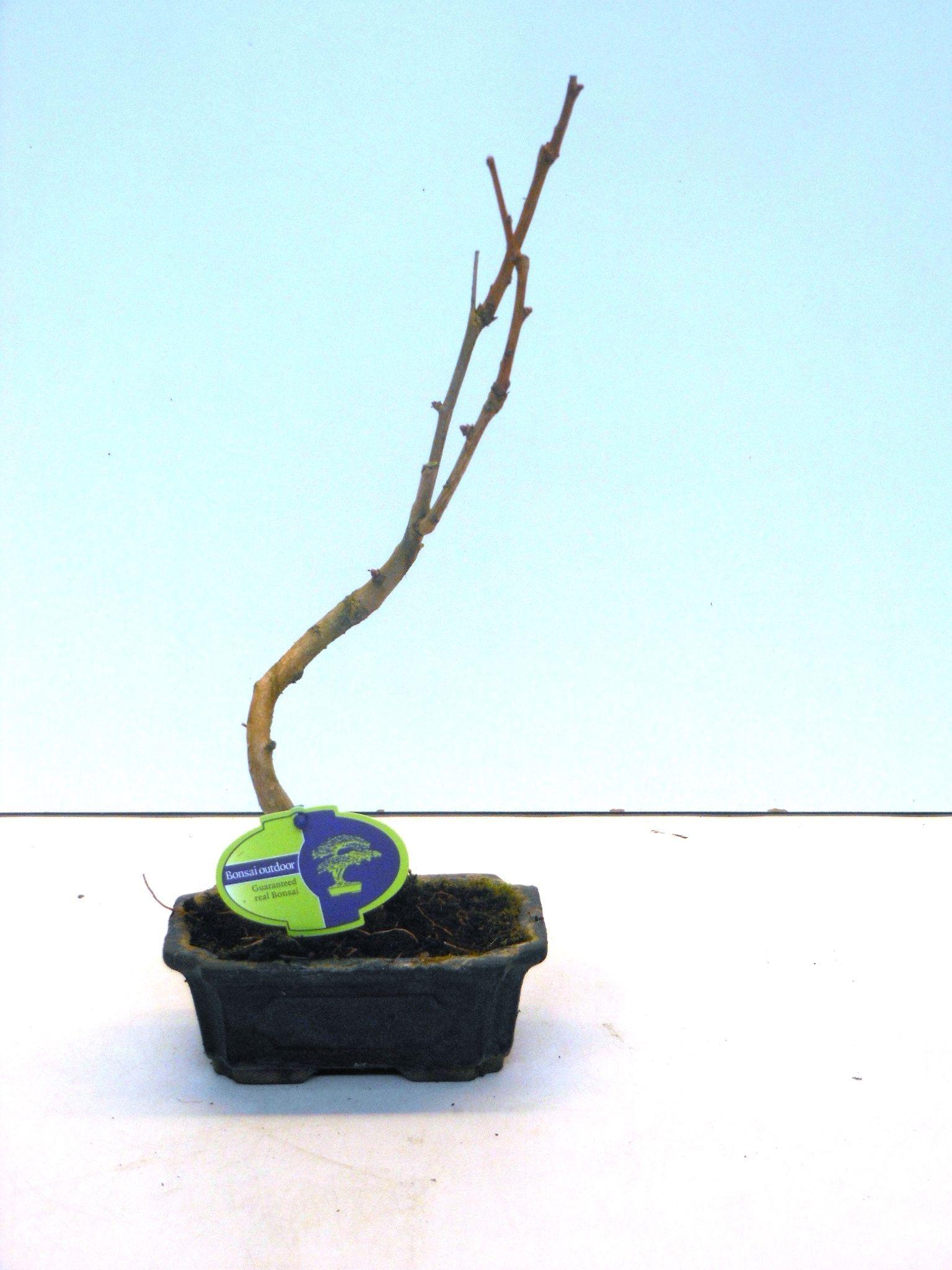 Горшечные цветы и растения оптом Bonsai Ginkgo Biloba Shape With Drip Tray от 8шт из Голландии с доставкой по России
