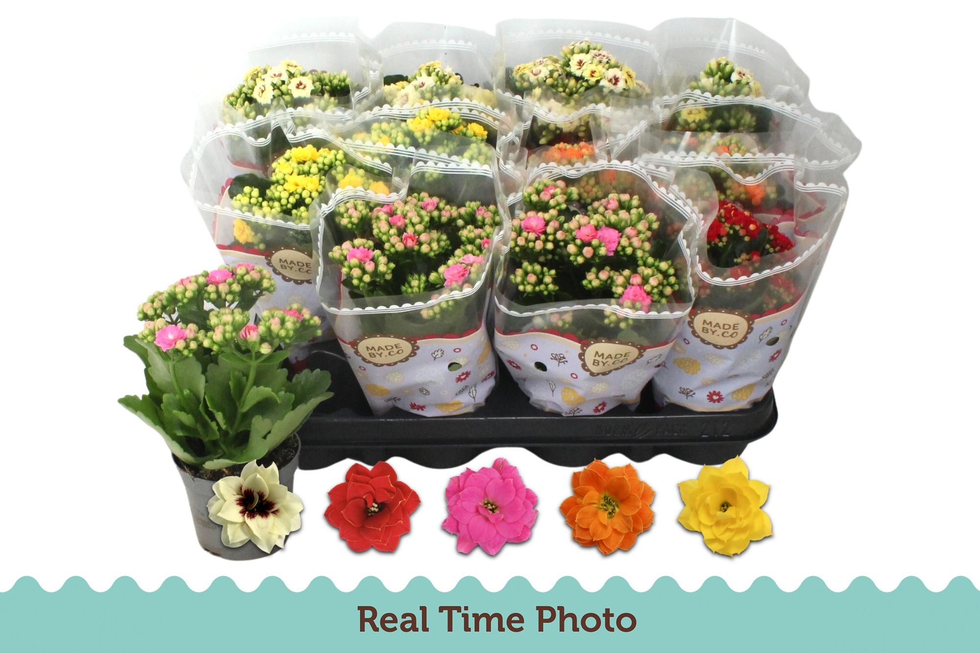 Горшечные цветы и растения оптом Kal Ge Gem 5 Kl от 12шт (для телеги) из Голландии с доставкой по России