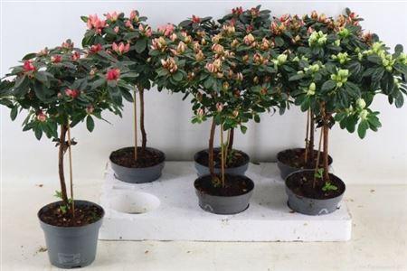 Горшечные цветы и растения оптом Rhodo Ov Stam от 6шт из Голландии с доставкой по России