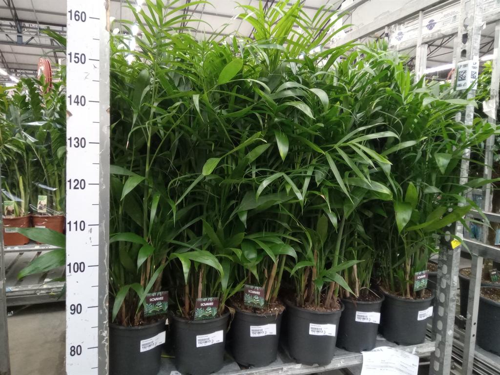 Горшечные цветы и растения оптом Chamaedorea Seifrizii от 1шт из Голландии с доставкой по России