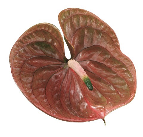 Срезанные цветы оптом Anthurium cognac от 8шт из Голландии с доставкой по России
