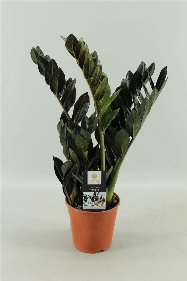 Горшечные цветы и растения оптом Zamioculcas Raven 4+ от 7шт из Голландии с доставкой по России