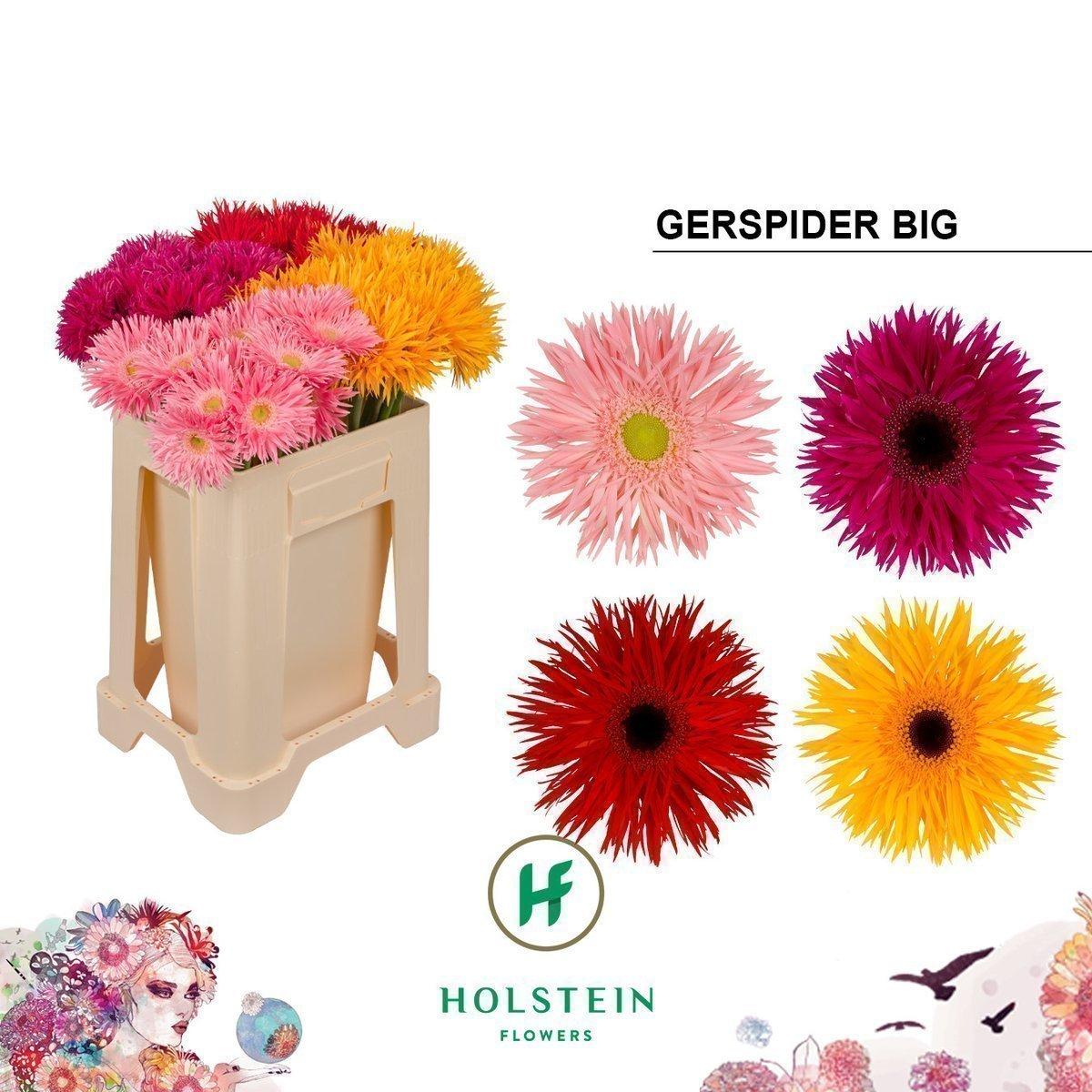 Срезанные цветы оптом Gerbera gerspider mix от 40шт из Голландии с доставкой по России