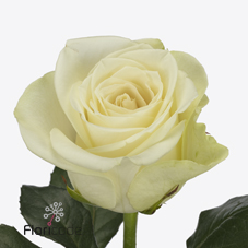 Срезанные цветы оптом Rosa large snowstorm+ от 60шт. из Голландии с доставкой по России