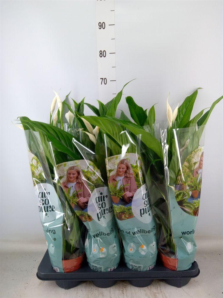 Горшечные цветы и растения оптом Spath Sweet Ricardo 5+ (air So Pure) от 8шт из Голландии с доставкой по России