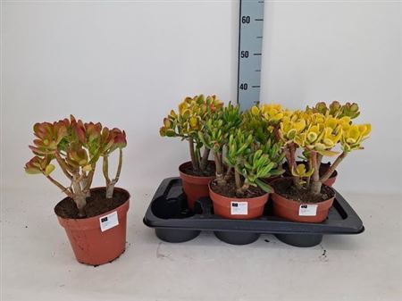 Горшечные цветы и растения оптом Crass Gem от 6шт из Голландии с доставкой по России