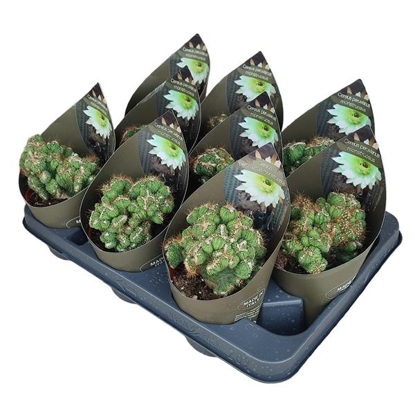 Горшечные цветы и растения оптом Cereus Peruvianus Crestato With Potvcover от 9шт из Голландии с доставкой по России