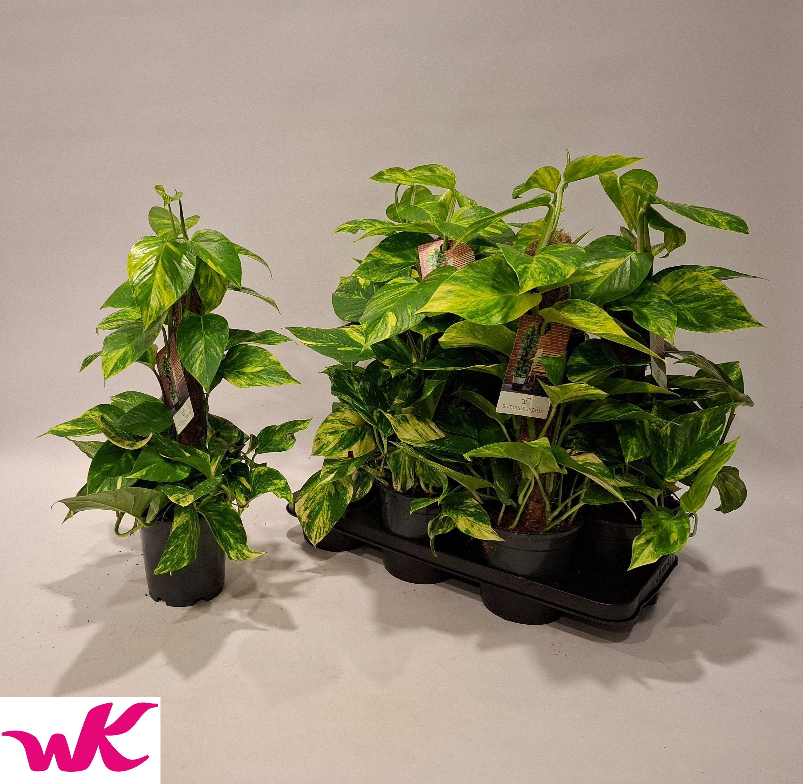 Горшечные цветы и растения оптом Epipremnum Pinatum Mosstok от 6шт из Голландии с доставкой по России