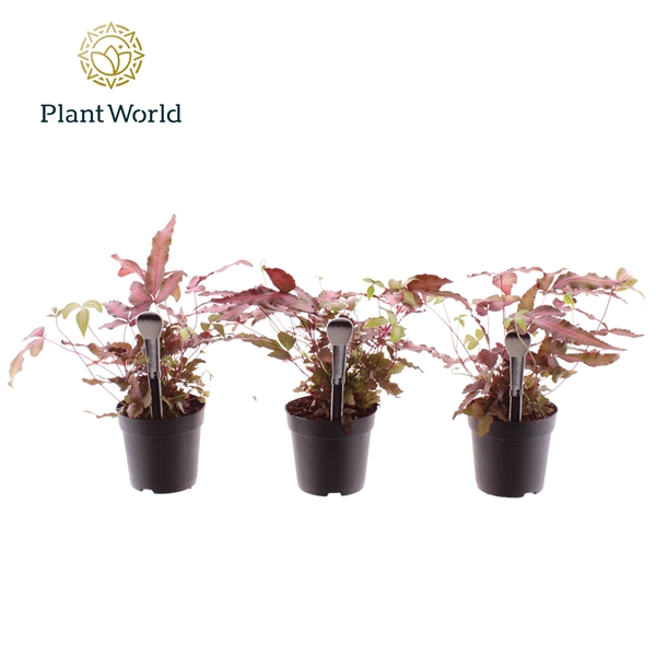 Горшечные цветы и растения оптом Pteris Cretica Albolineata Make-upz (decorum) от 16шт (для телеги) из Голландии с доставкой по России