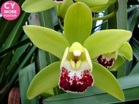 Срезанные цветы оптом Minicymbidium green coronado от 5шт.. из Голландии с доставкой по России