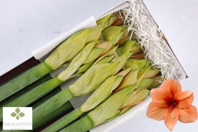 Срезанные цветы оптом Hippeastrum rilona от 8шт из Голландии с доставкой по России