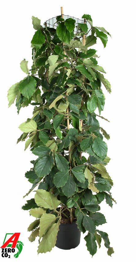 Горшечные цветы и растения оптом Tetrastigma Voinierianum Piramide от 1шт из Голландии с доставкой по России