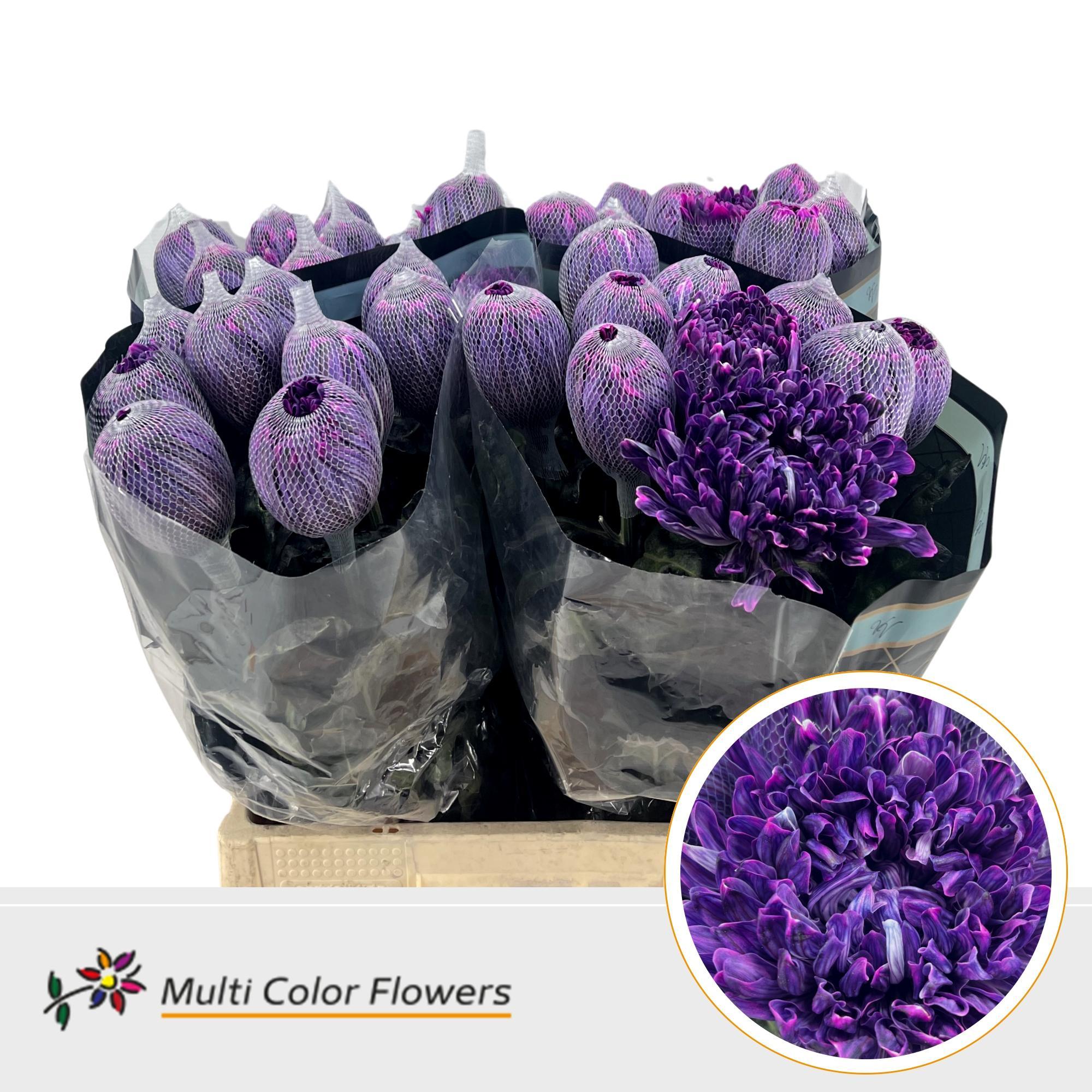 Срезанные цветы оптом Chrys bl paint antonov vice city от 40шт из Голландии с доставкой по России