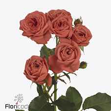 Срезанные цветы оптом Rosa sp bella trendsetter от 20шт из Голландии с доставкой по России
