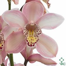 Срезанные цветы оптом Cymbidium pink peach от 6шт из Голландии с доставкой по России