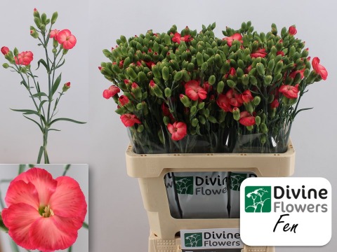 Срезанные цветы оптом Dianthus sp solomio fen от 60шт из Голландии с доставкой по России