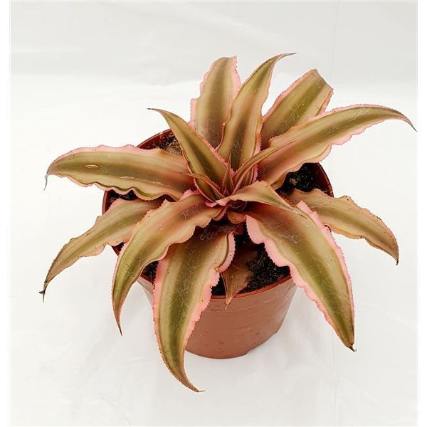 Горшечные цветы и растения оптом Cryptanthus Pink Starlight от 12шт из Голландии с доставкой по России