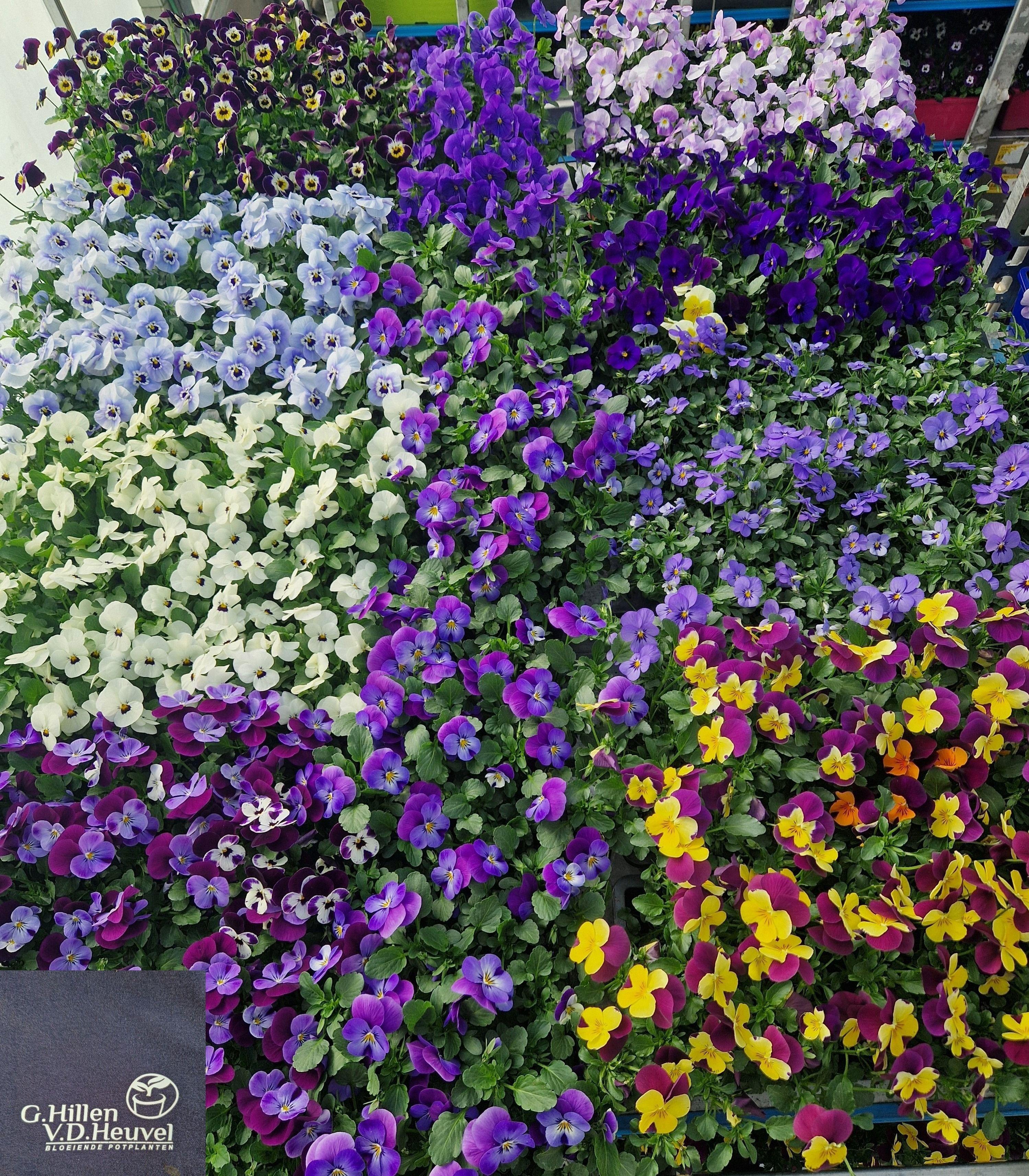 Горшечные цветы и растения оптом Vio Ov от 1шт из Голландии с доставкой по России