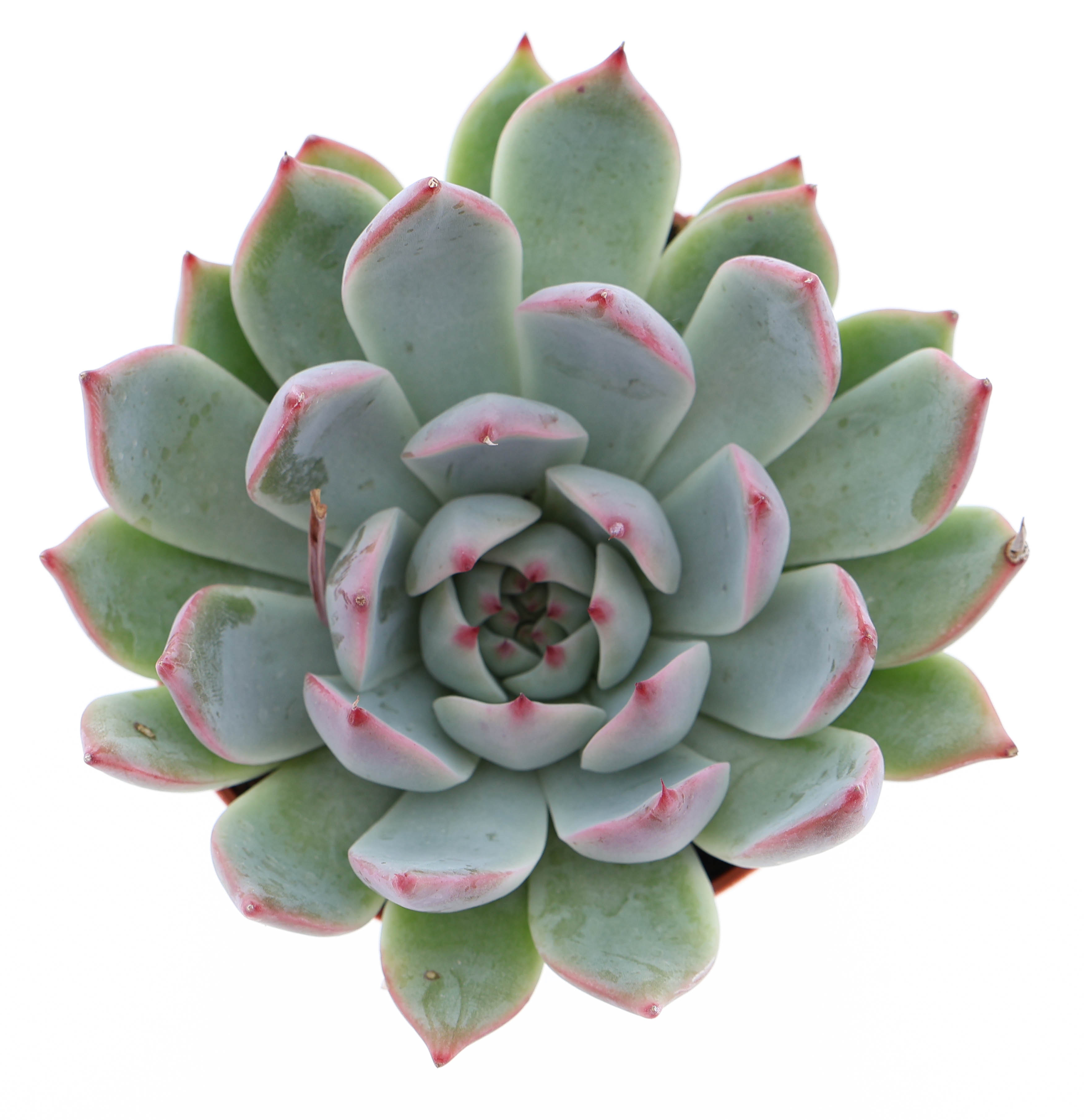 Горшечные цветы и растения оптом Echeveria Chihuahuaensis от 12шт (для телеги) из Голландии с доставкой по России