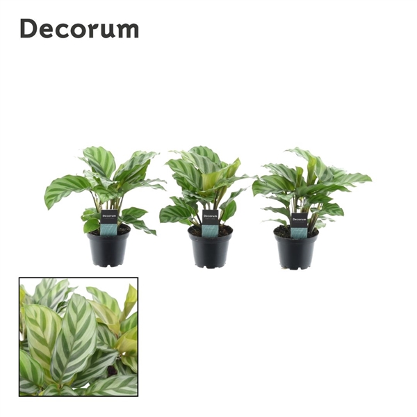 Горшечные цветы и растения оптом Calathea Freddie (decorum) от 16шт из Голландии с доставкой по России