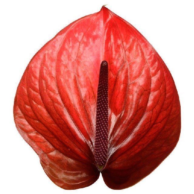 Срезанные цветы оптом Anthurium cantello от 12шт из Голландии с доставкой по России