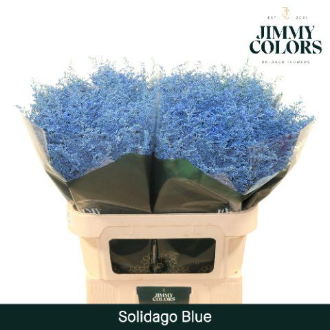 Срезанные цветы оптом Solidago paint blue от 25шт из Голландии с доставкой по России