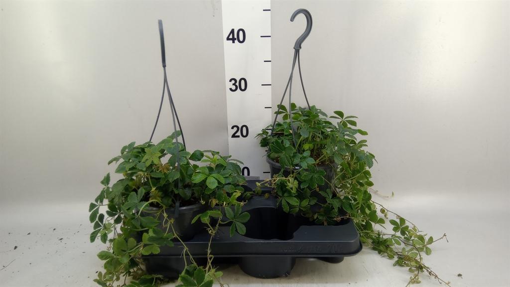 Горшечные цветы и растения оптом Parthenocissus Inserta от 2шт из Голландии с доставкой по России