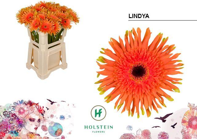 Срезанные цветы оптом Gerbera gerpasta lindya от 40шт из Голландии с доставкой по России