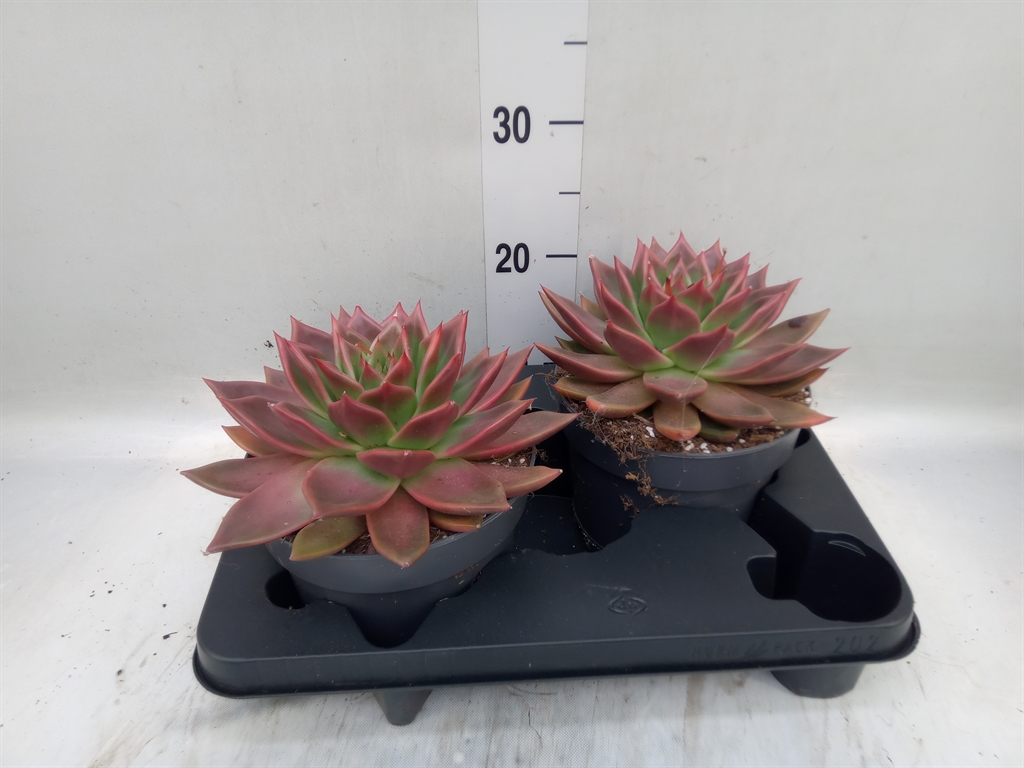 Горшечные цветы и растения оптом Echeveria   ... от 2шт из Голландии с доставкой по России