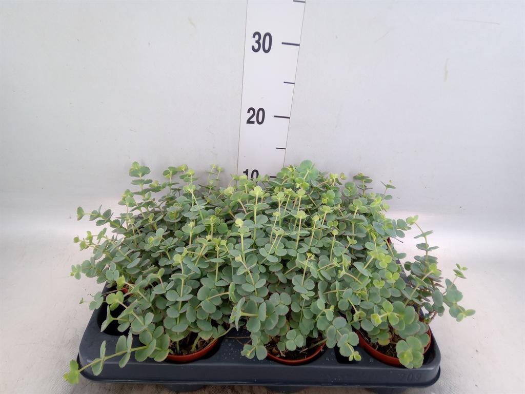 Горшечные цветы и растения оптом Sedum Sieboldii от 9шт (для телеги) из Голландии с доставкой по России