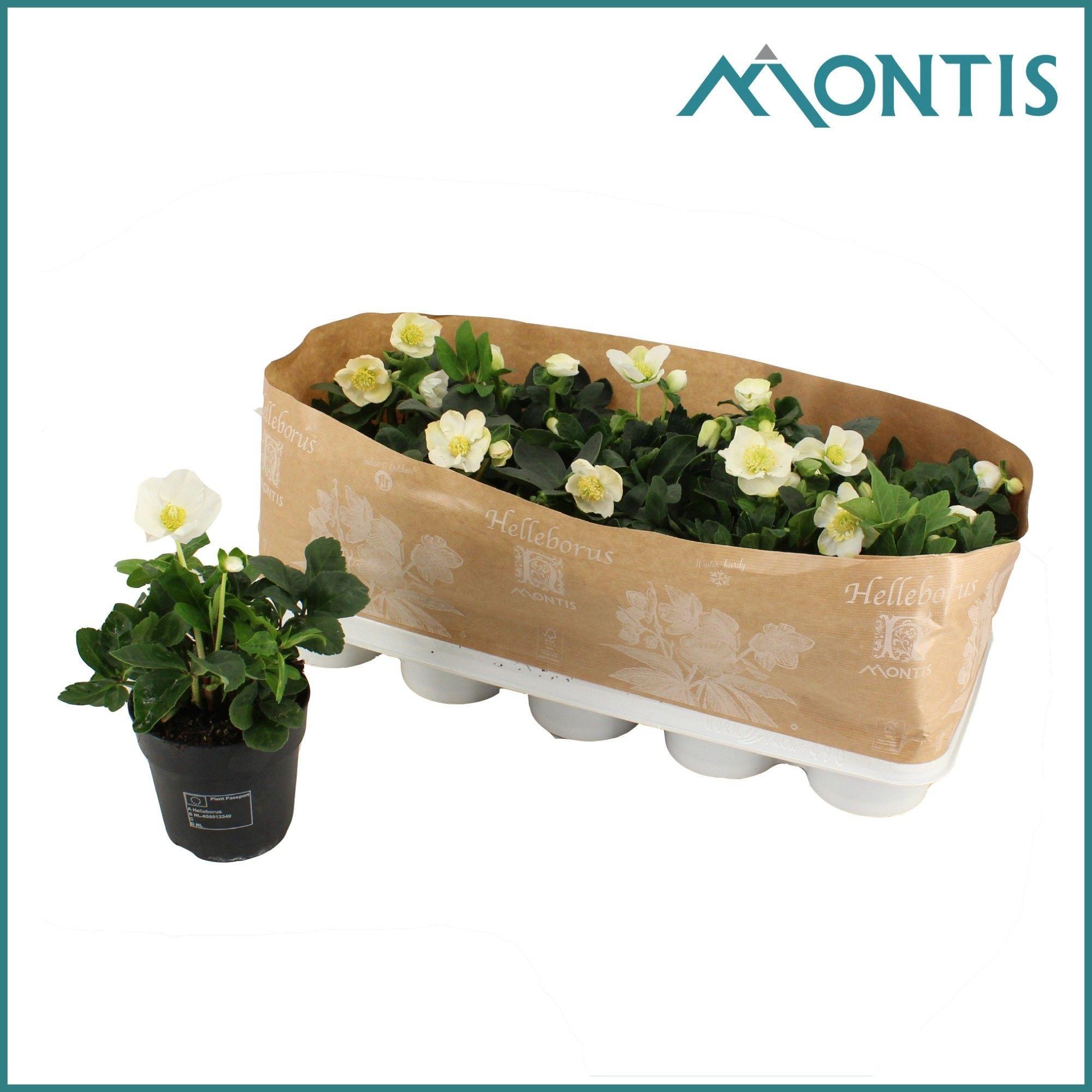 Горшечные цветы и растения оптом Helleborus Christmas Carol M + Etiket/kraag от 10шт из Голландии с доставкой по России