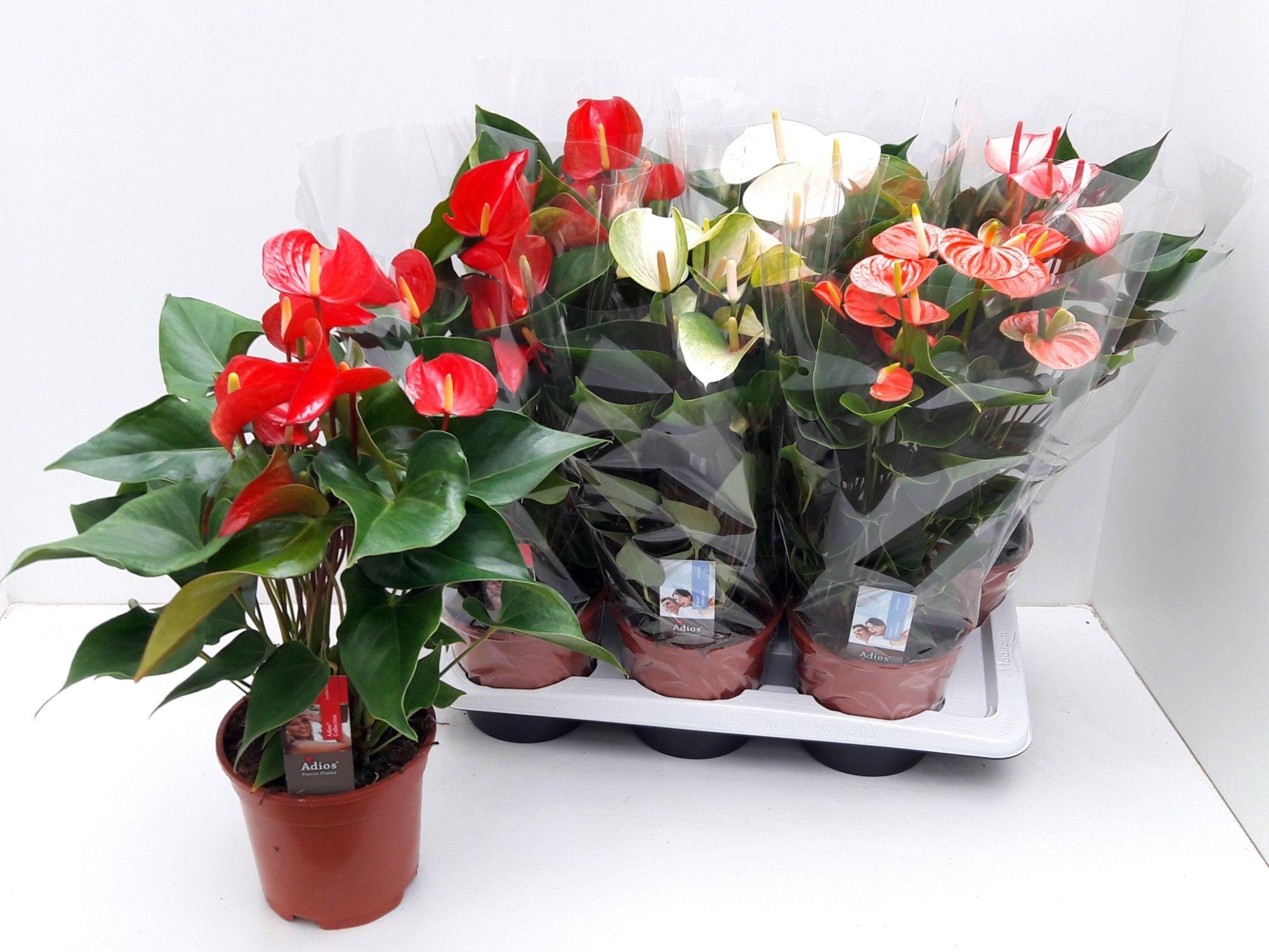 Горшечные цветы и растения оптом Anth An Mix Florist 6+ от 6шт из Голландии с доставкой по России