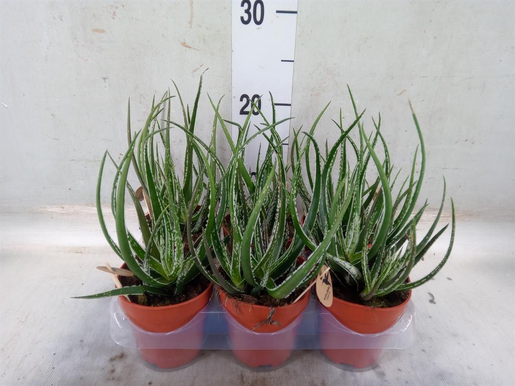 Горшечные цветы и растения оптом Aloe   ... от 6шт (для телеги) из Голландии с доставкой по России