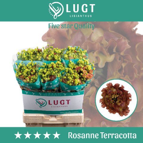 Срезанные цветы оптом Lisianthus do rosanne terracotta от 140шт. из Голландии с доставкой по России