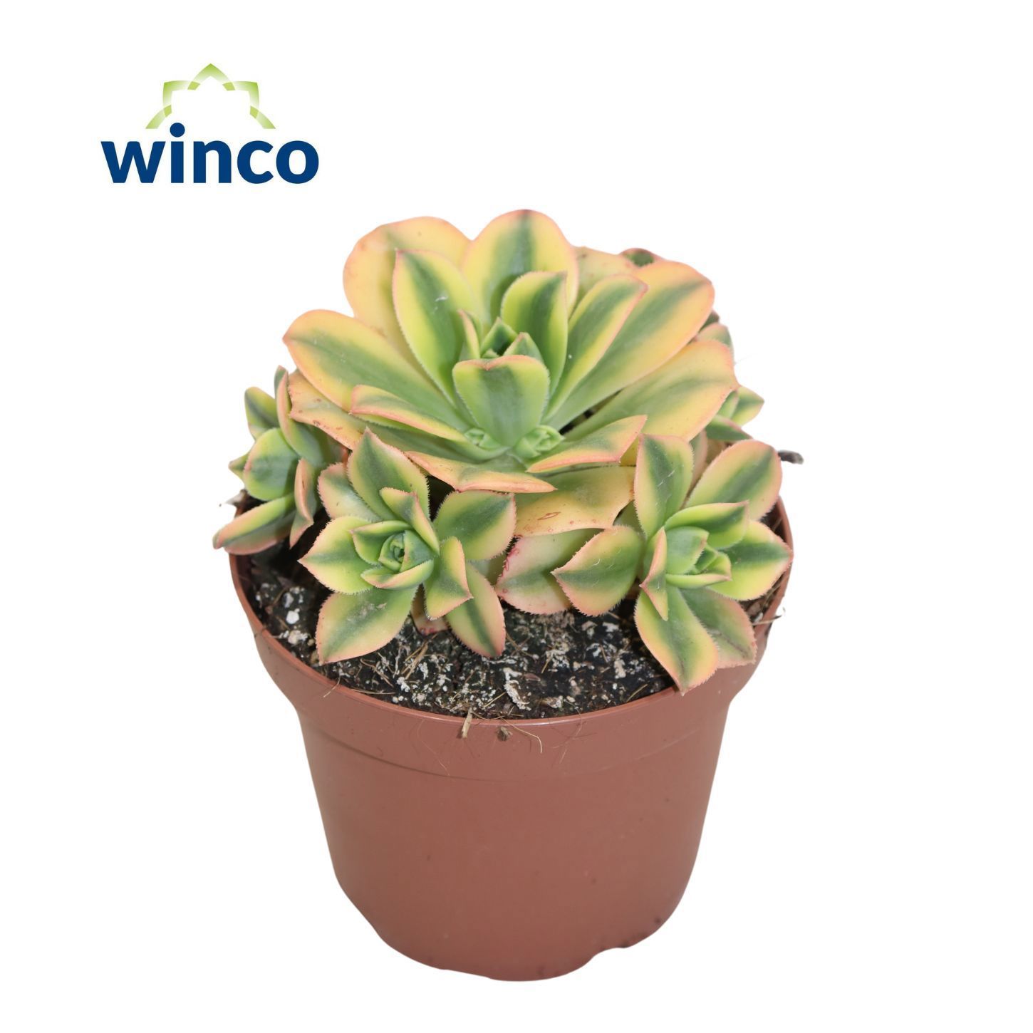 Горшечные цветы и растения оптом Aeonium Starburst от 6шт из Голландии с доставкой по России