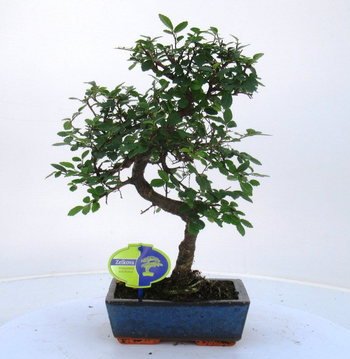 Горшечные цветы и растения оптом Bonsai Without Driptray от 6шт из Голландии с доставкой по России