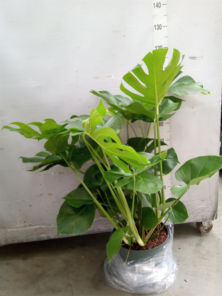 Горшечные цветы и растения оптом Monstera Delic. от 1шт из Голландии с доставкой по России