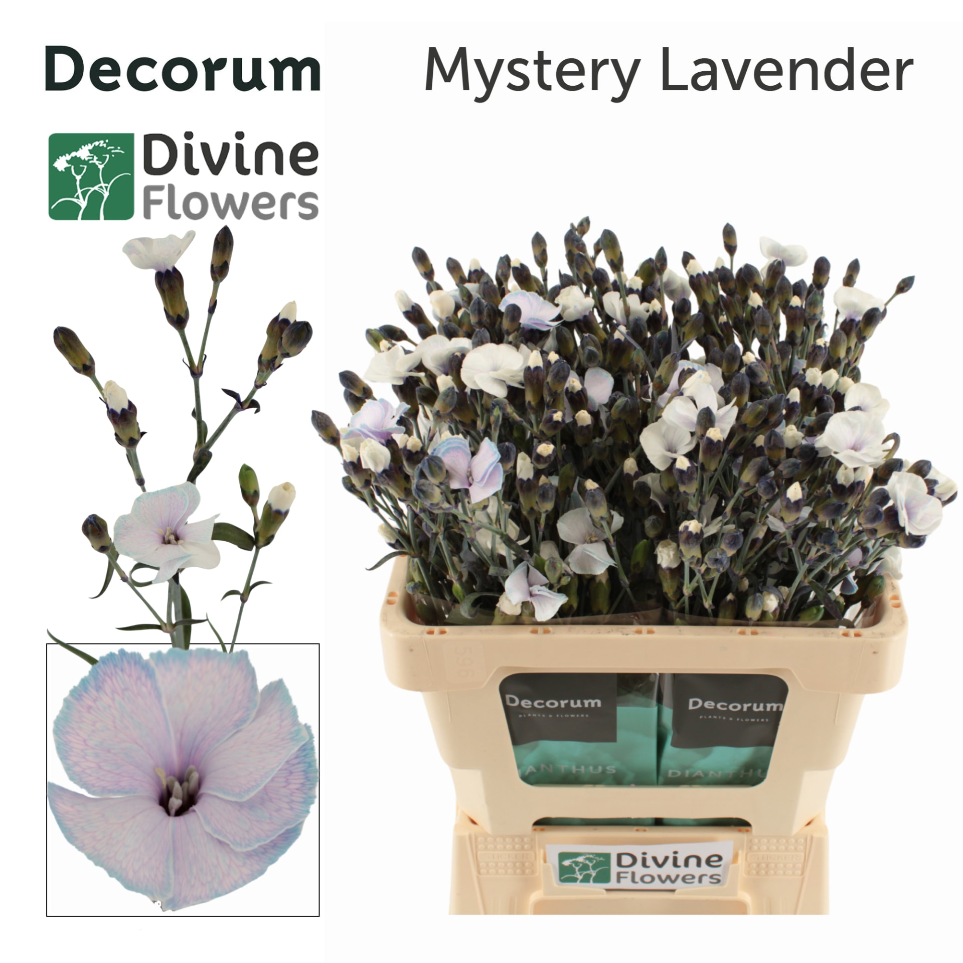 Срезанные цветы оптом Dianthus sp paint solomio mystery lavendel от 60шт из Голландии с доставкой по России