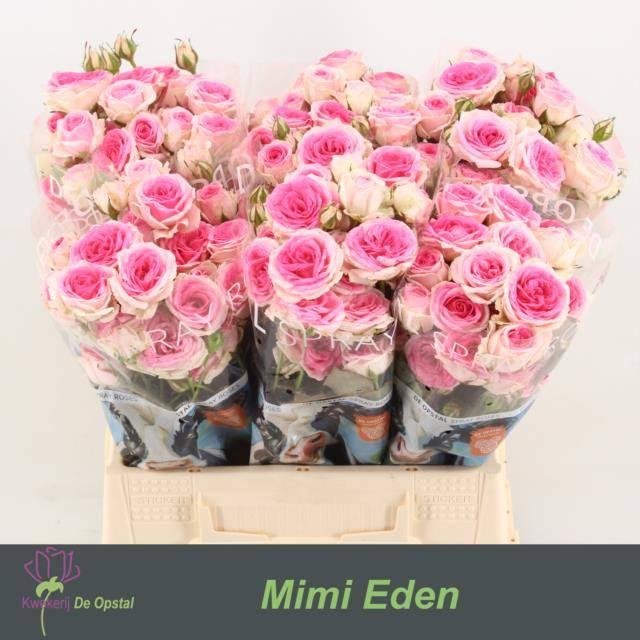 Срезанные цветы оптом Rosa spray mimi eden от 60шт из Голландии с доставкой по России