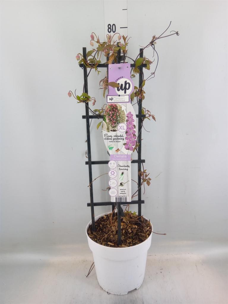 Горшечные цветы и растения оптом Clematis Montana от 1шт из Голландии с доставкой по России