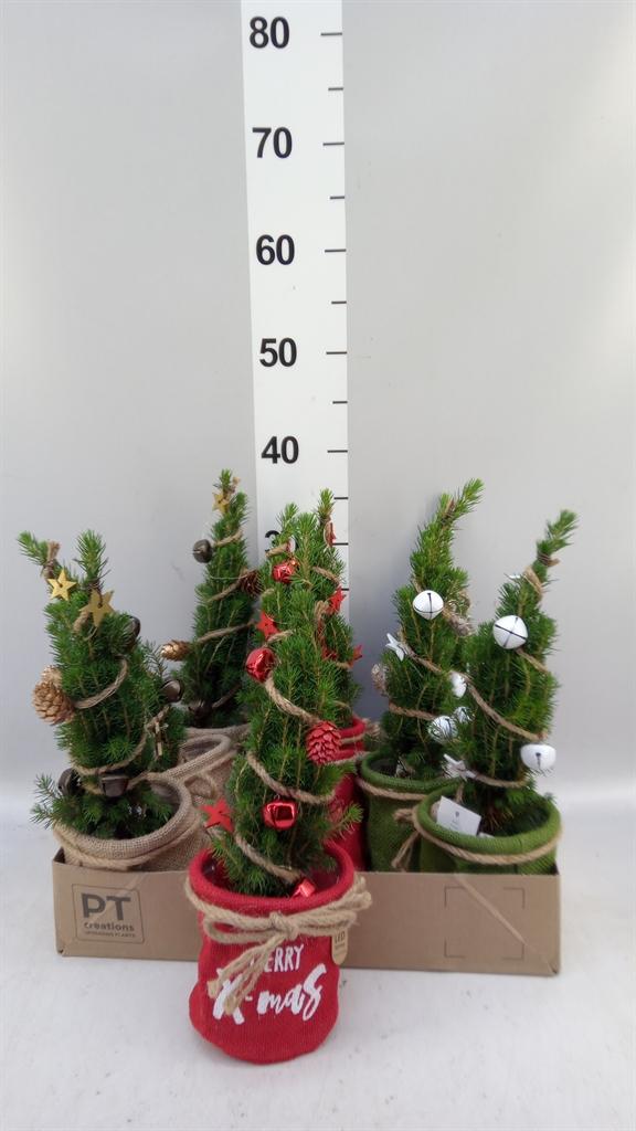 Горшечные цветы и растения оптом Picea Glauca conica от 9шт (для телеги) из Голландии с доставкой по России