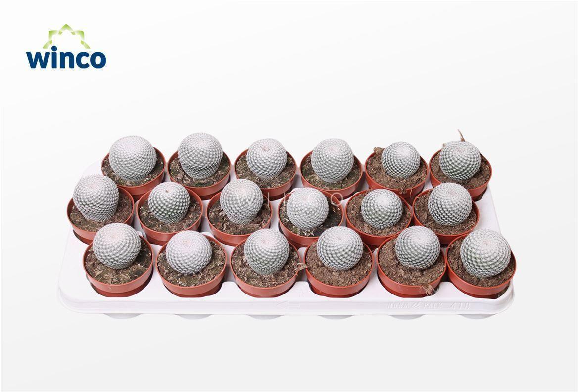 Горшечные цветы и растения оптом Mammillaria Microthele Superfina от 18шт (для телеги) из Голландии с доставкой по России