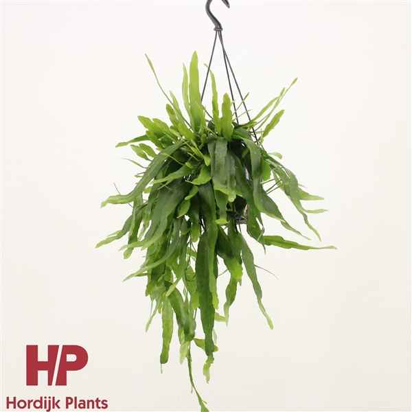 Горшечные цветы и растения оптом Epiphyllum Pumilum Hanging Pot от 7шт из Голландии с доставкой по России