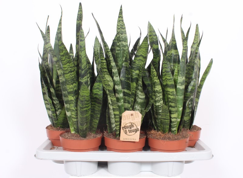 Горшечные цветы и растения оптом Sansevieria Black Coral от 7шт из Голландии с доставкой по России