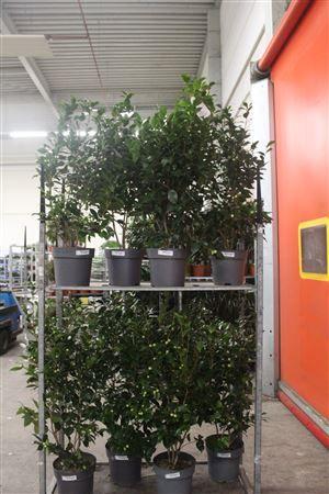 Горшечные цветы и растения оптом Came J Mathoti Rosea 45+++ от 1шт из Голландии с доставкой по России