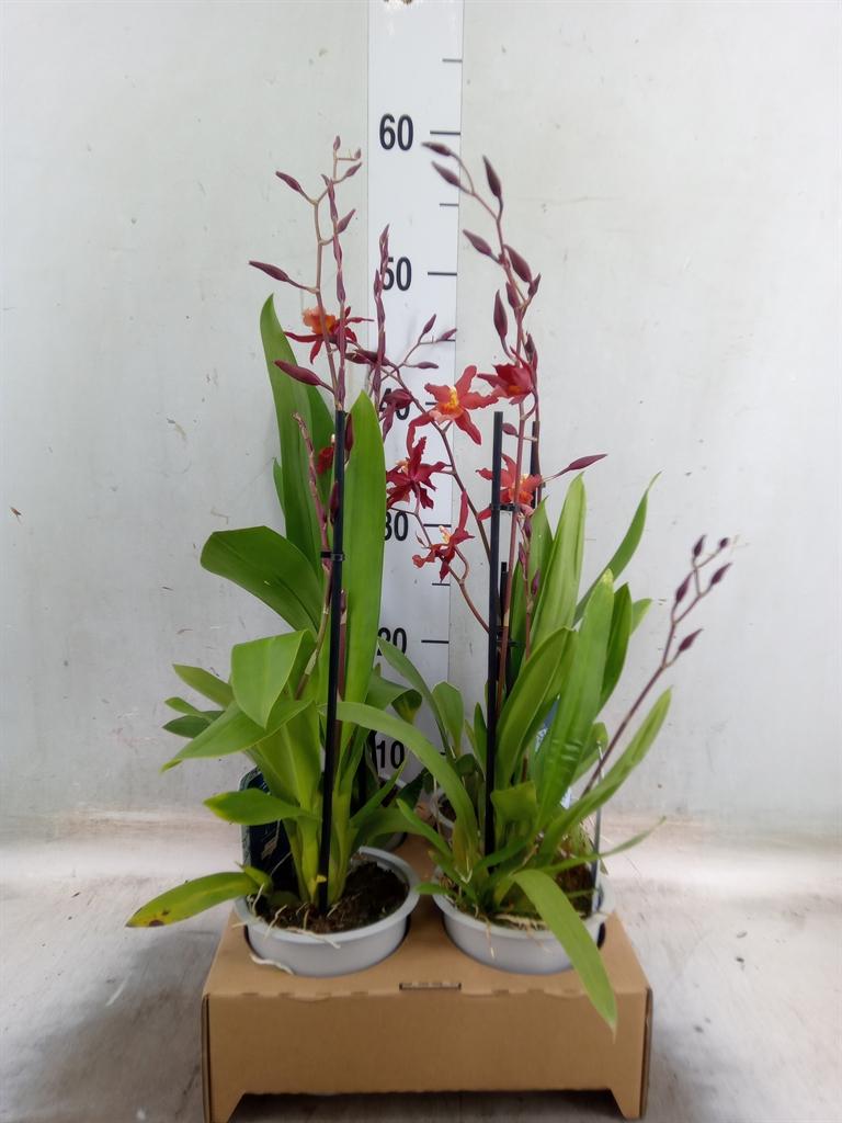 Горшечные цветы и растения оптом Xcolmanara   ... от 4шт из Голландии с доставкой по России